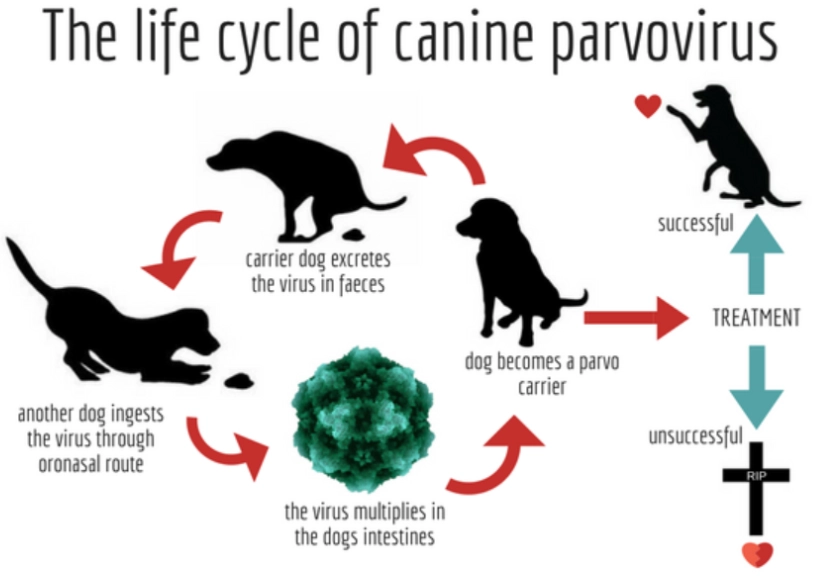 canine parvovirus treatment