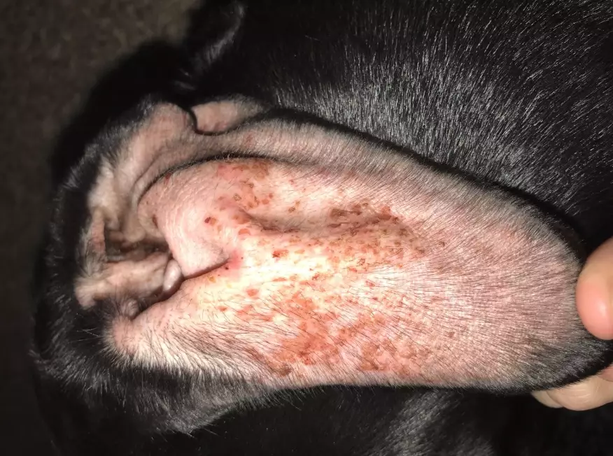 ear infection in dogs ear infection in dogs