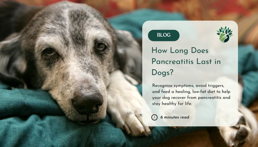 acute pancreatitis in dogs treatment