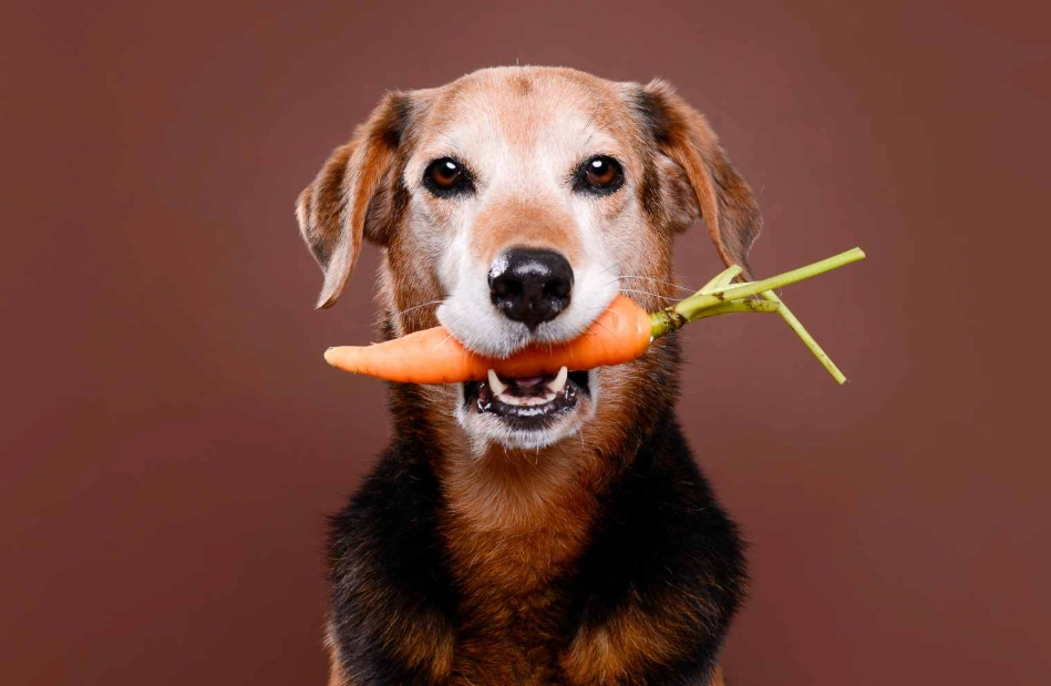 carrots for dogs benefits carrots for dogs benefits