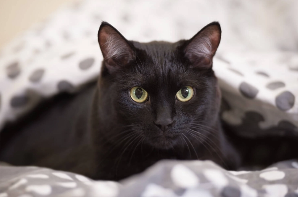 are black cats friendly are black cats friendly