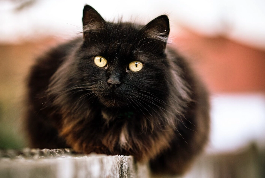 are black cats friendly are black cats friendly