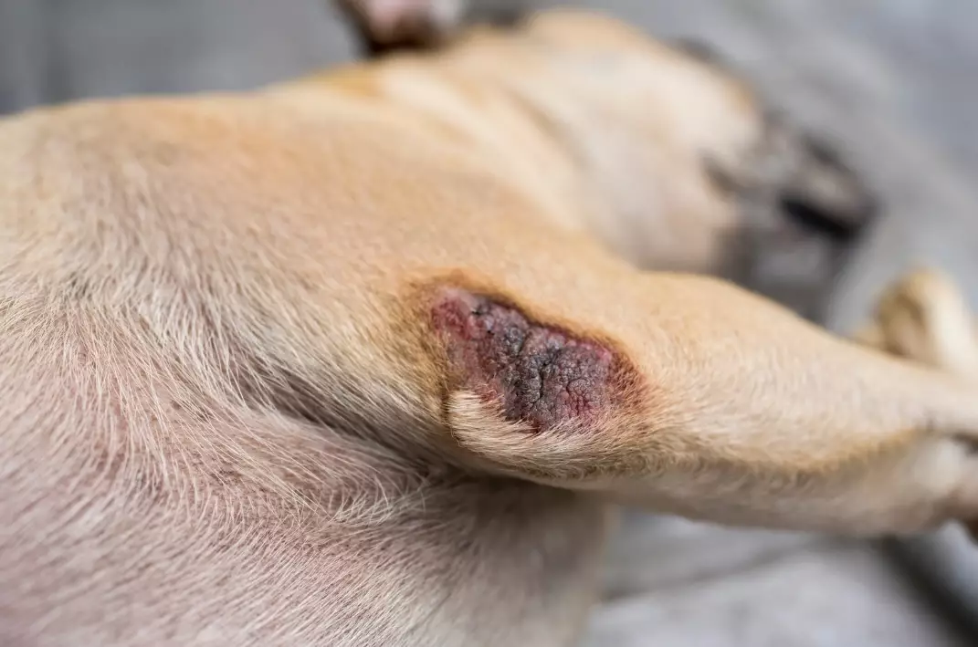 acute moist dermatitis