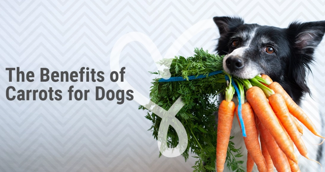 carrots for dogs benefits carrots for dogs benefits