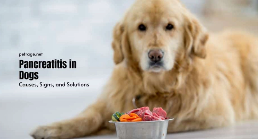 acute pancreatitis in dogs treatment acute pancreatitis in dogs treatment