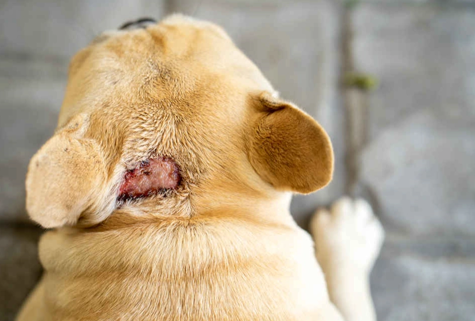 dog hot spot treatment