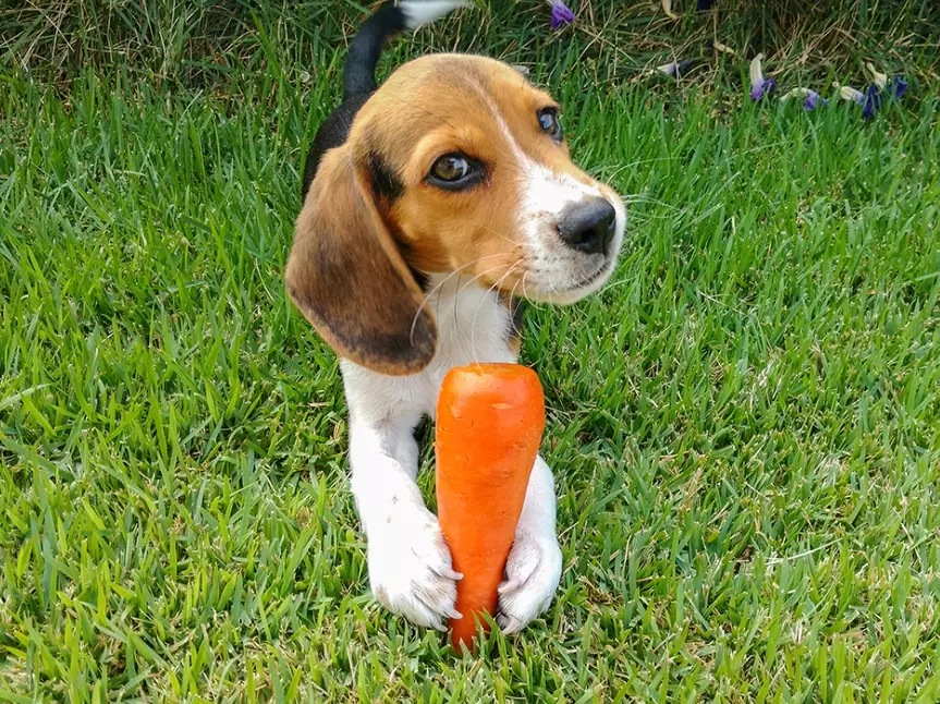 are carrots good for dogs are carrots good for dogs