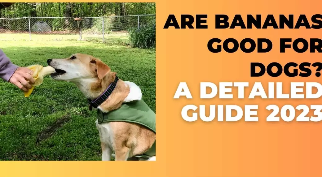 bananas for dogs bananas for dogs