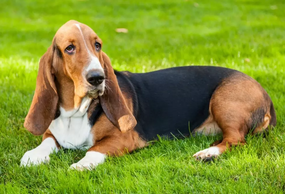 basset hound