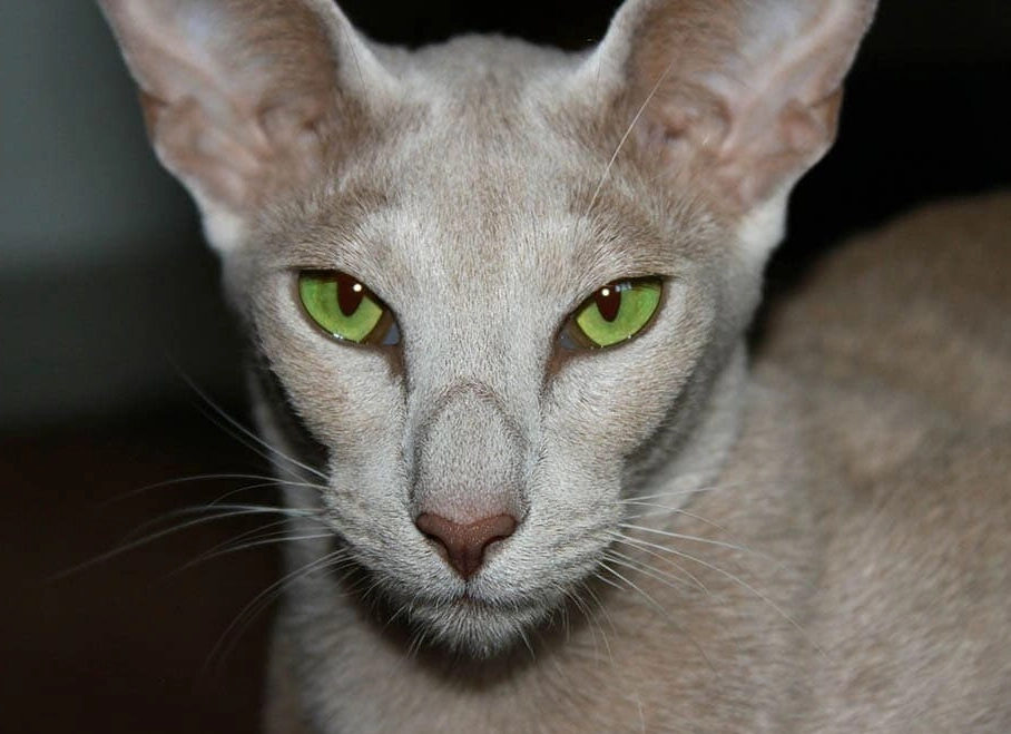 oriental shorthair