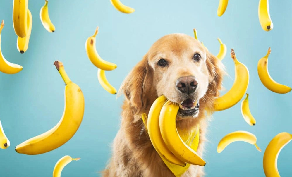 bananas for dogs bananas for dogs