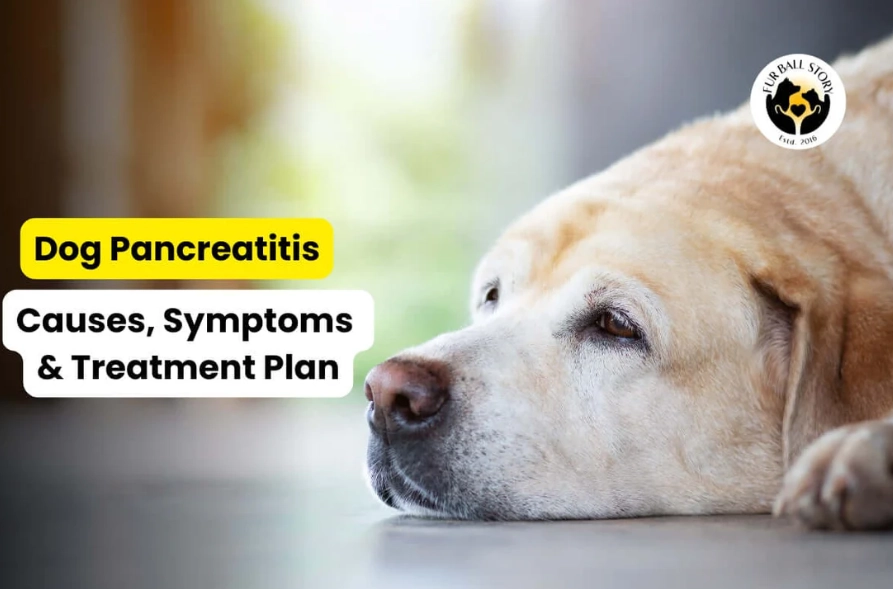 dog pancreatitis symptoms dog pancreatitis symptoms
