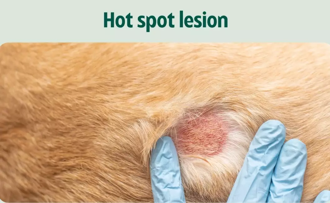 acute moist dermatitis