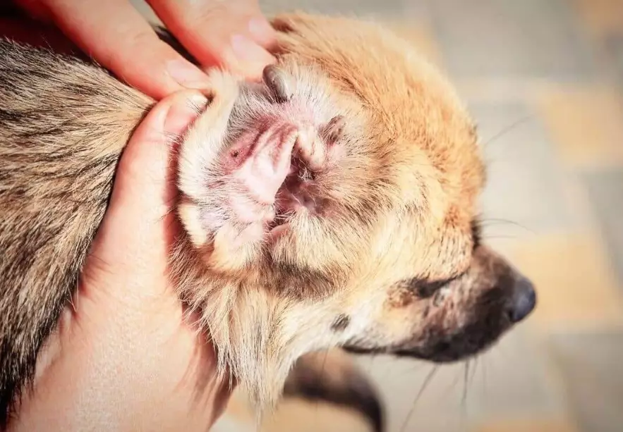 how to clean dog ears how to clean dog ears