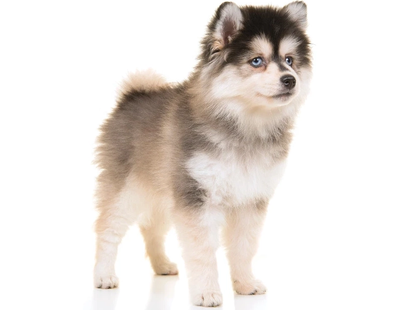 pomsky breeders