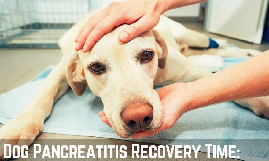 acute pancreatitis in dogs treatment acute pancreatitis in dogs treatment