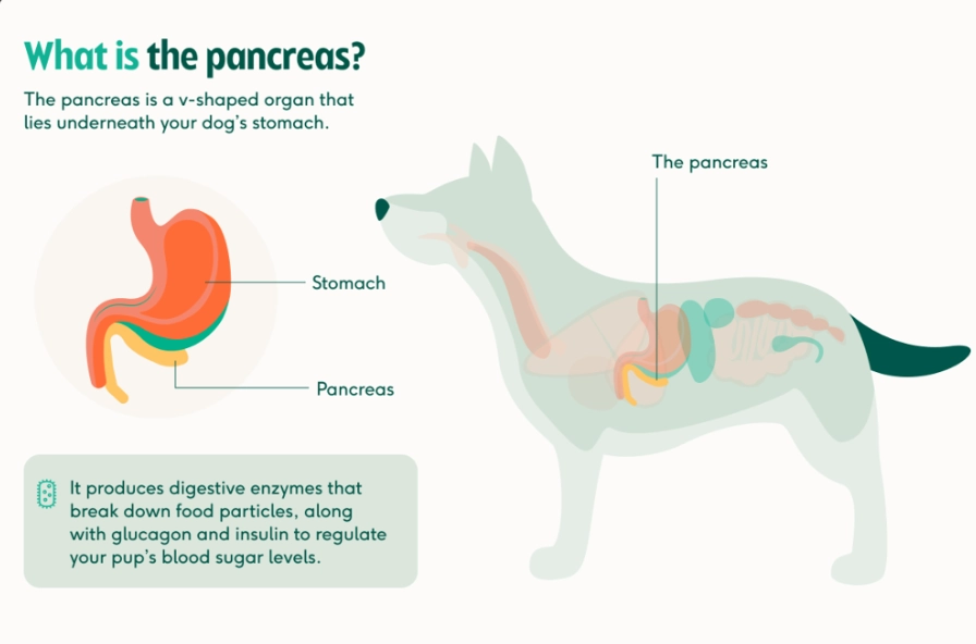 dog pancreatitis symptoms dog pancreatitis symptoms