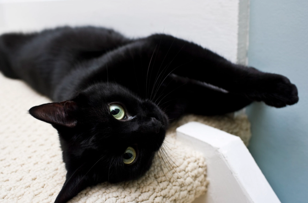 black cat care guide black cat care guide