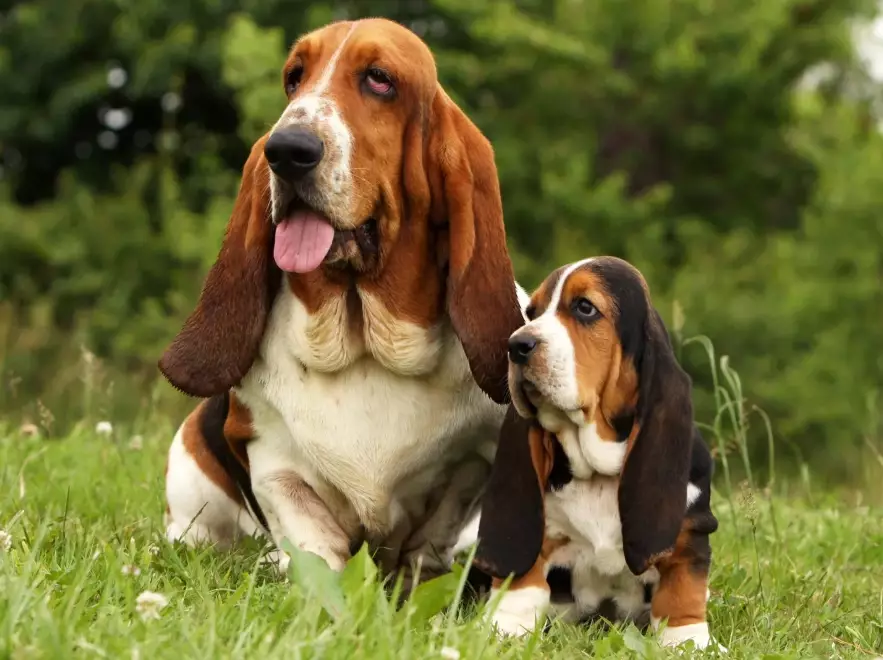 basset hound care guide