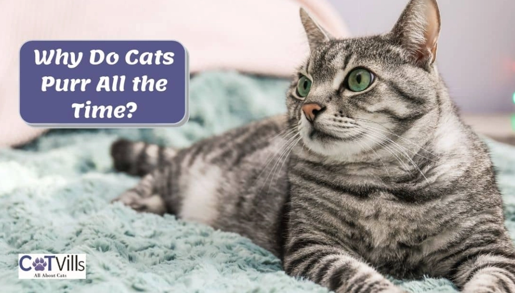 why do cats purr
