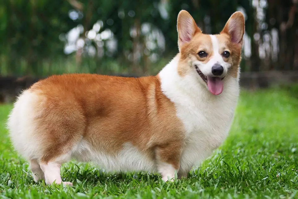 pembroke welsh corgi breeding