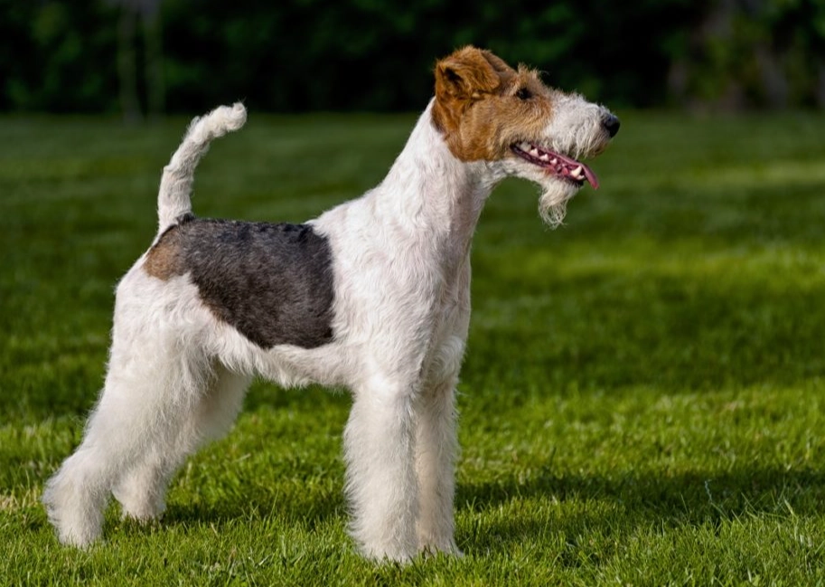 terrier dog temperament