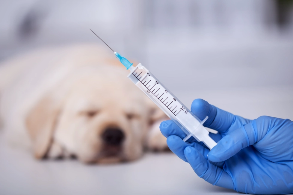 puppy shots timeline