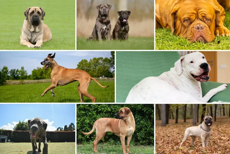 mastiff breeds