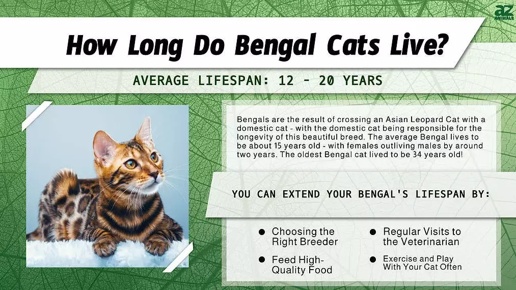 average cat lifespan