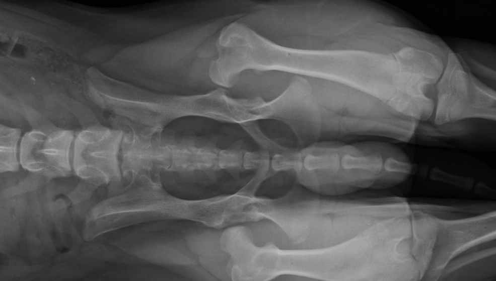 hip dysplasia in dogs