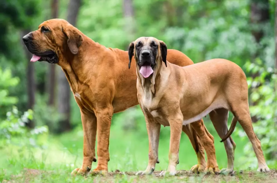 gentle giant dog breeds gentle giant dog breeds