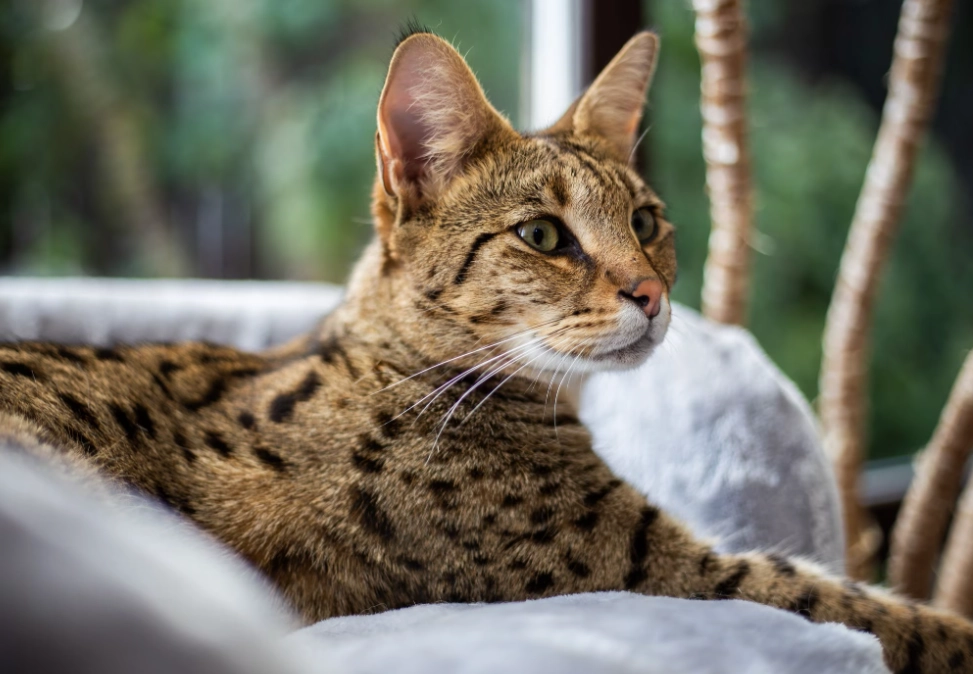 big cat breeds big cat breeds