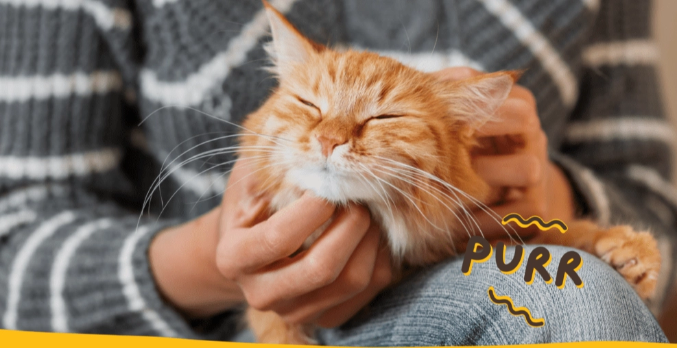 reasons cats purr
