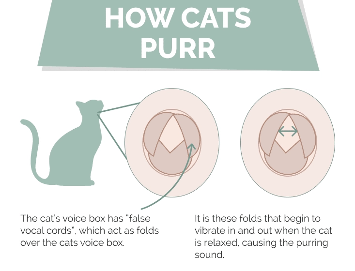 reasons cats purr