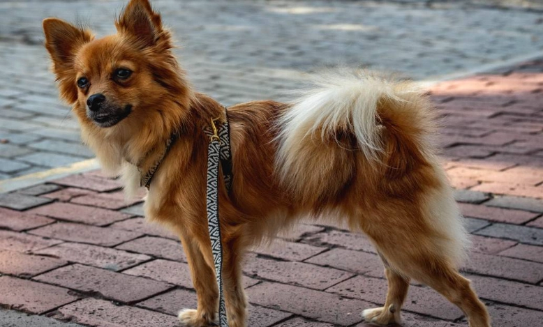 pomchi health problems