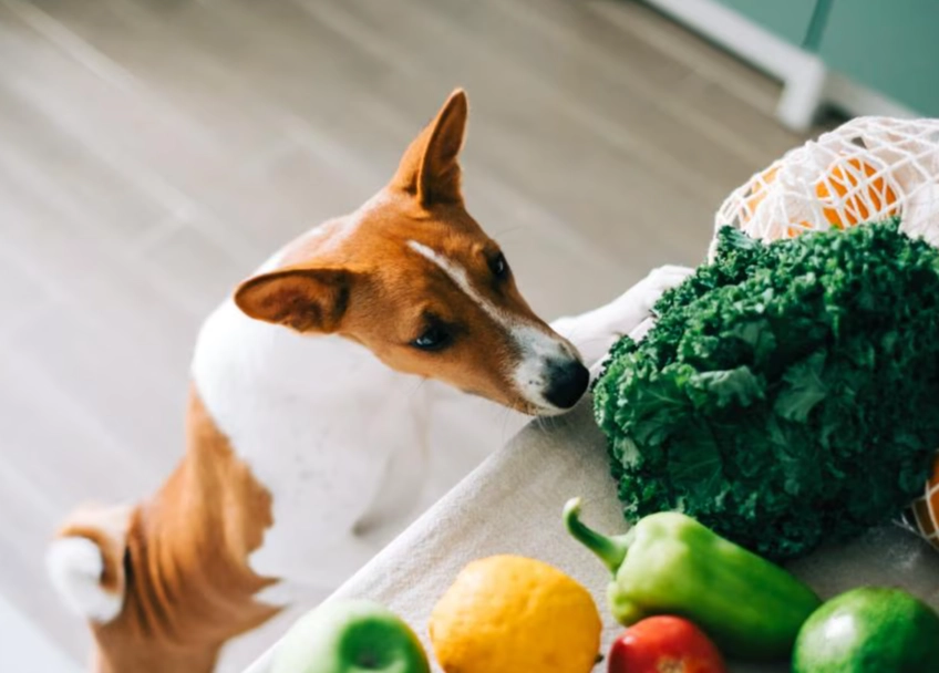 what vegetables can dogs eat