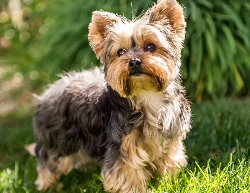 Yorkshire Terrier care
