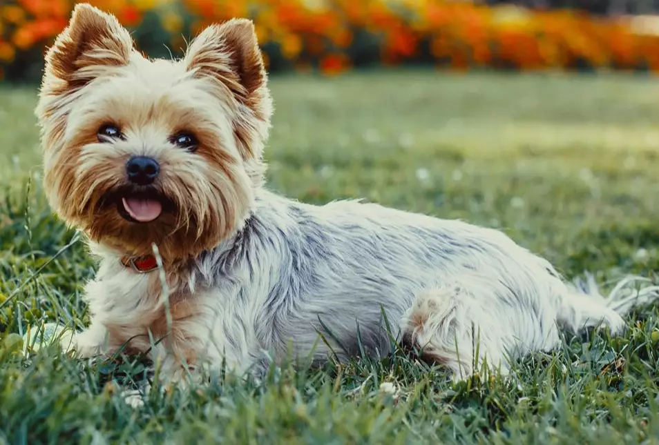 Yorkshire Terrier care