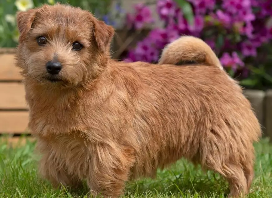 terrier dog breeds