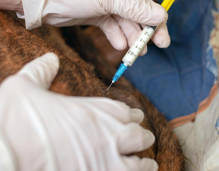 dog vaccination schedule