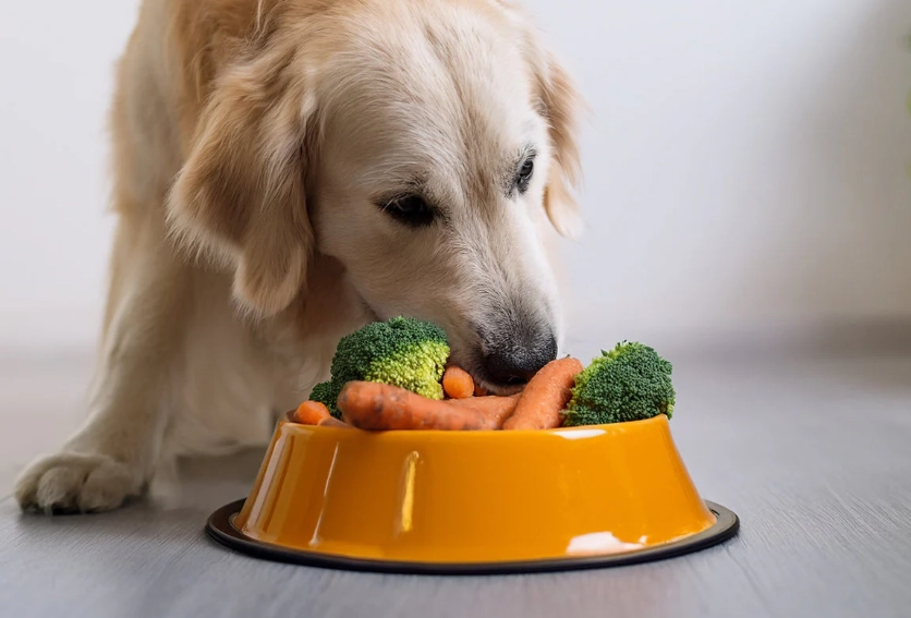can dogs eat carrots can dogs eat carrots