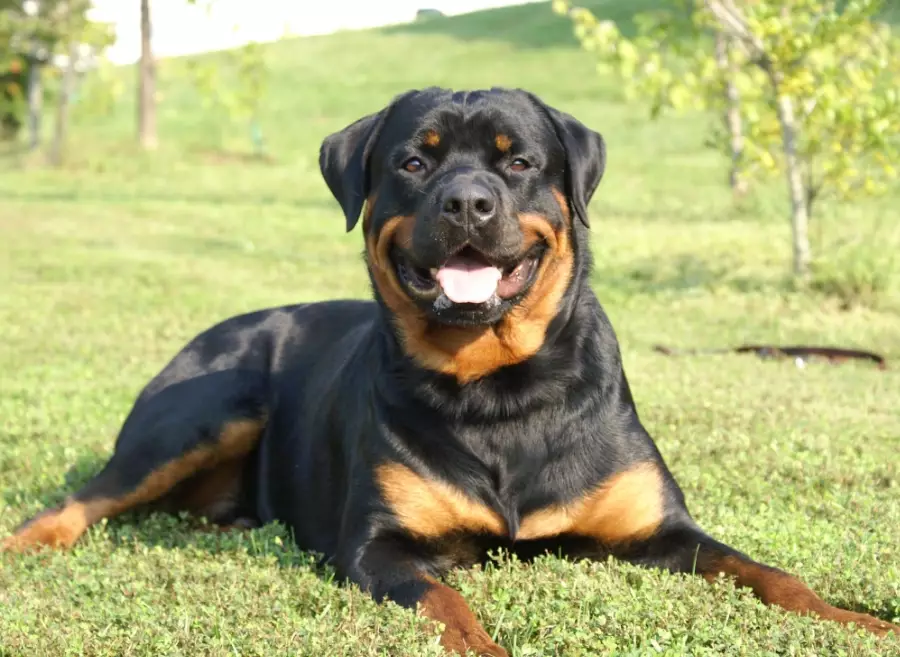 Rottweiler care
