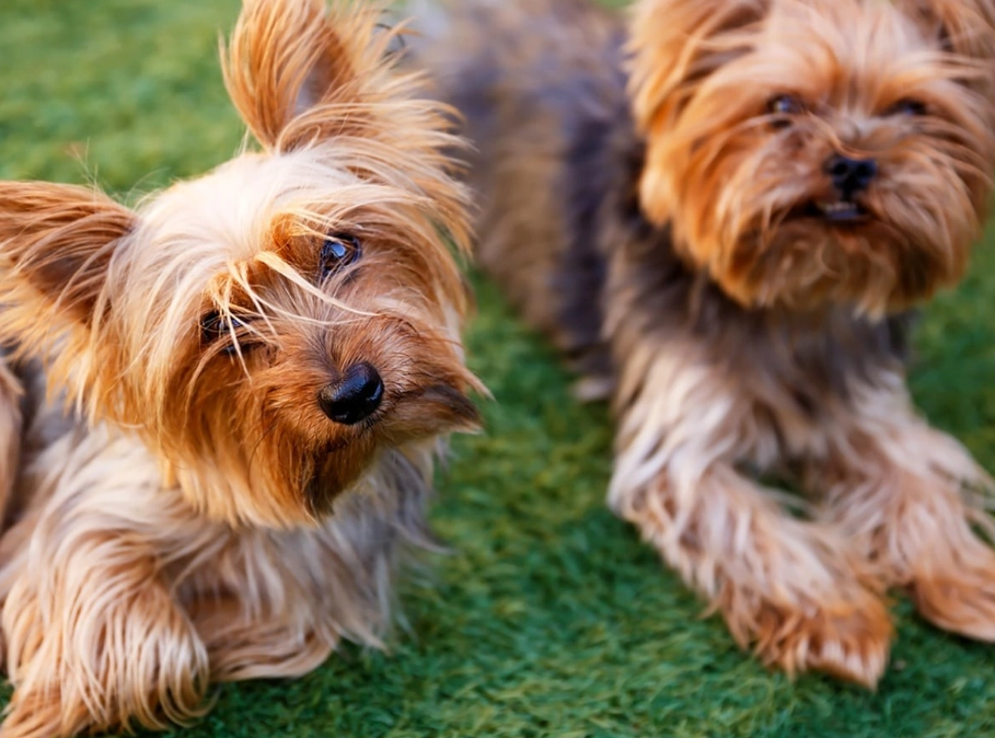 Yorkshire Terrier grooming