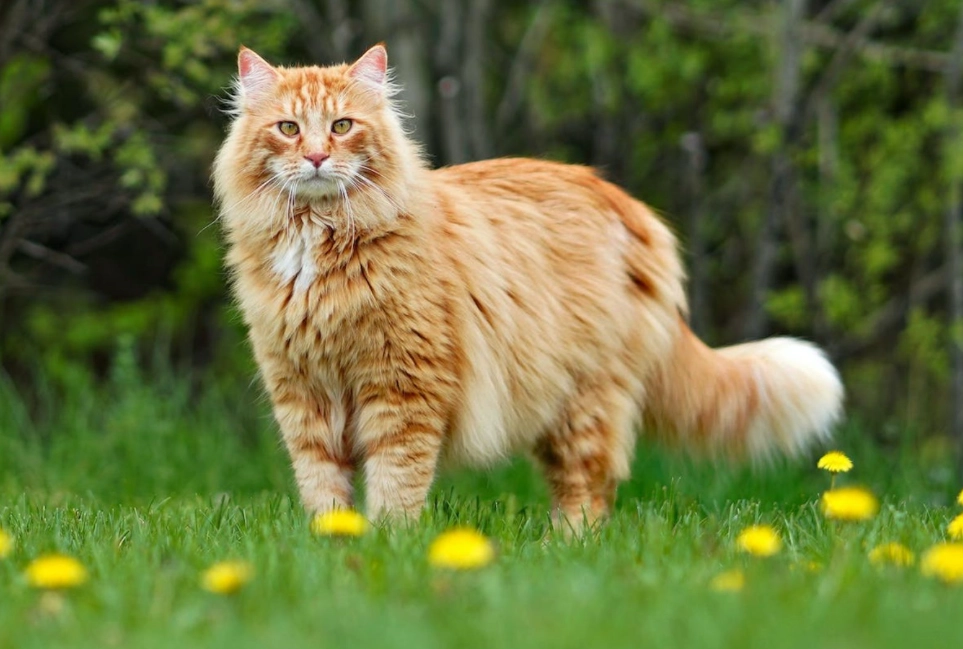 big cat breeds big cat breeds