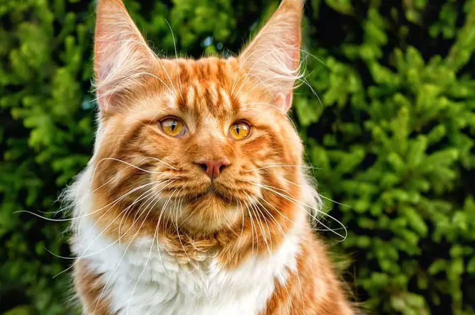 giant cat breeds giant cat breeds