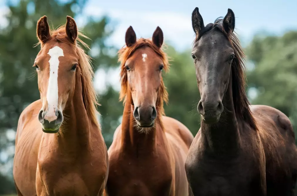 horse dewormer schedule