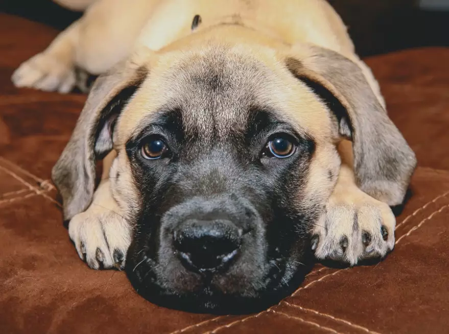 gentle giant dog breeds gentle giant dog breeds