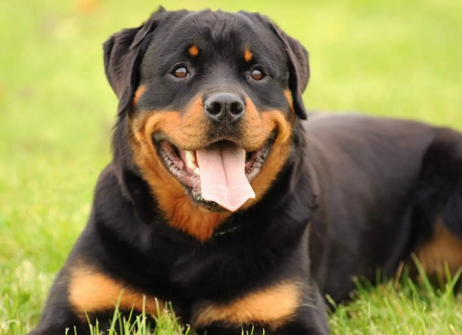 Rottweiler temperament