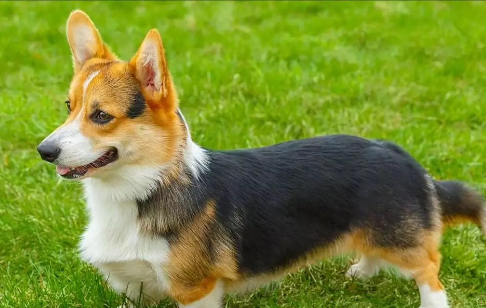 pembroke corgi breeder guide
