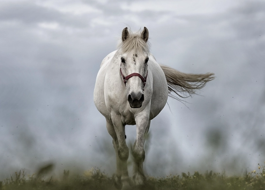 how to deworm a horse